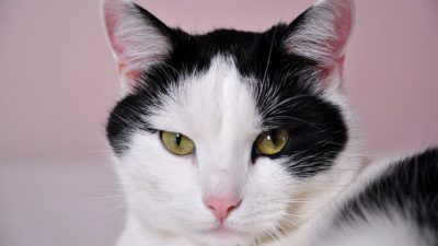 En svart och vit katt som ligger ner.