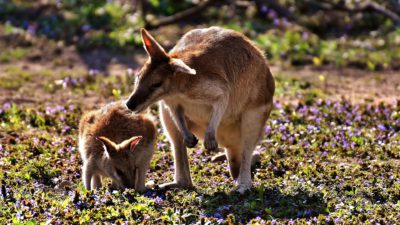 Kängurumamman nosar på sitt barn i ett soligt Australien.