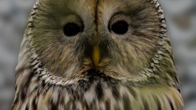 Närbild på en slaguggla.