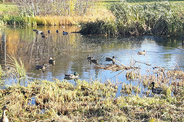Foto på änder vid Nydalasjön