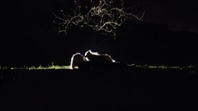 månen lyser svagt upp konturerna av en hund stående på en person. Hunden tittar kärleksfullt ner på en människan
