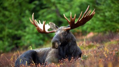 Älg med stor krona ligger ner i gräset