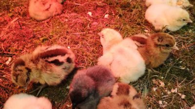 Nykläckta kycklingar