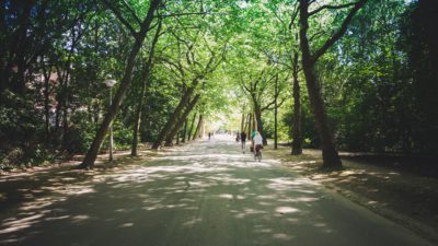 En bred grusväg genom en park. Vägen omges av träd med stora trädkronor. Flera cyklister cyklar bort genom parken.