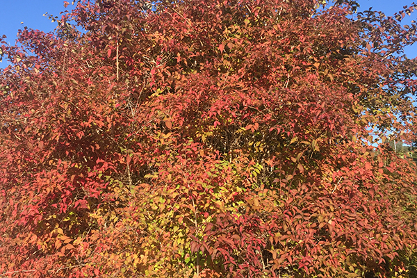 Foto på färgsprakande träd i rött och orangea.