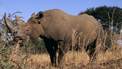 Veckans fördjupning noshörningar.