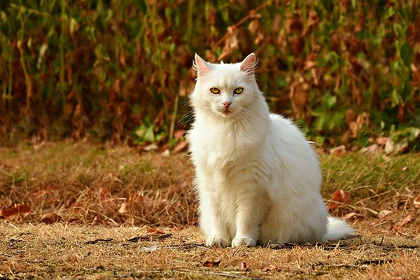 En stor vit katt sitter vid väggrenen.