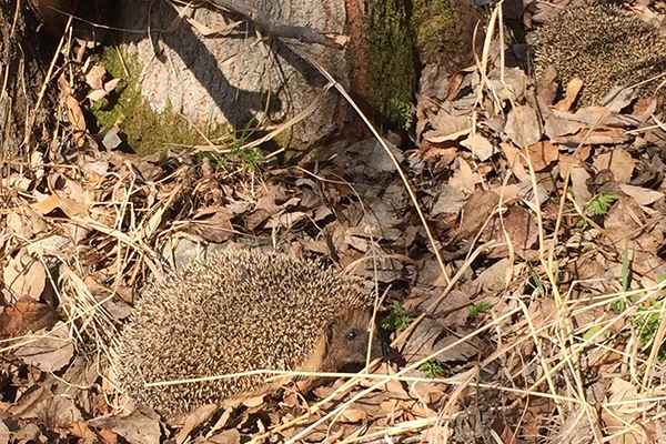 Foto på en igelkott