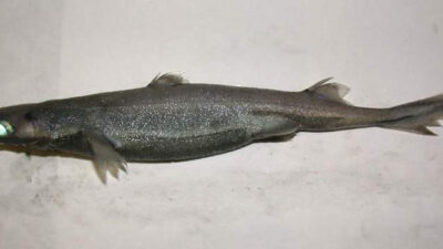 Harry hittade en minihaj när han var och handlade.