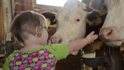 Ett barn som klappar kor