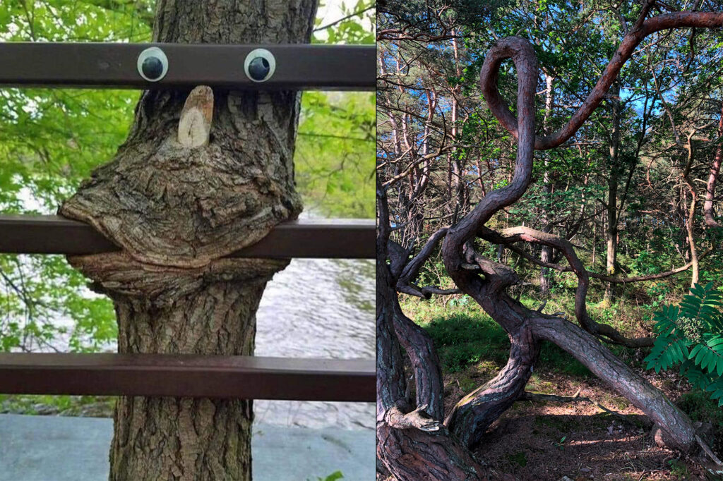 Knasigaste träden har utsetts.